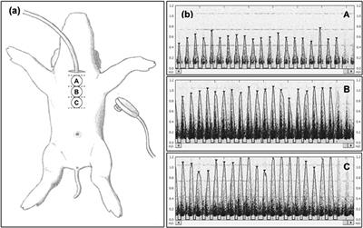 Doppler Ultrasound for Heart Rate Assessment in a <mark class="highlighted">Porcine Model</mark> of Neonatal Asphyxia